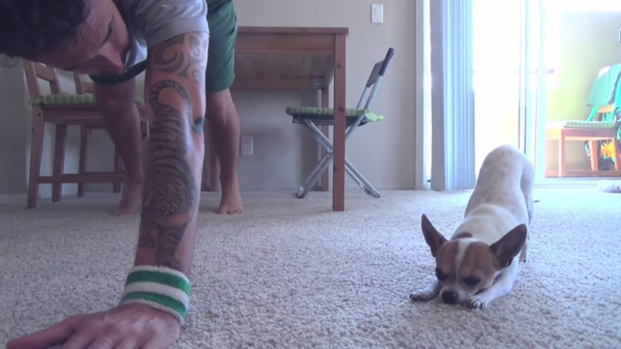 Cet homme fait du Yoga avec son chihuahua. Ces deux-là vont vous attendrir