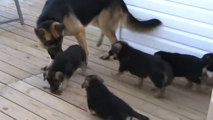 Ce berger allemand adore jouer avec ses petits. Un vrai papa poule !