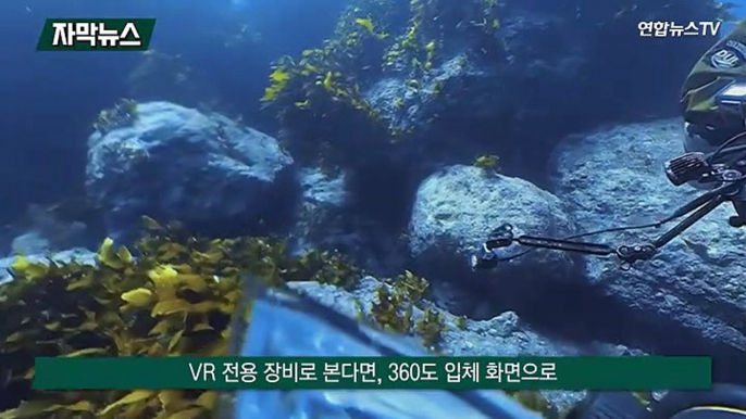 [자막뉴스] 독도 수중 생태계를 생생히…독도 VR 콘텐츠 제작