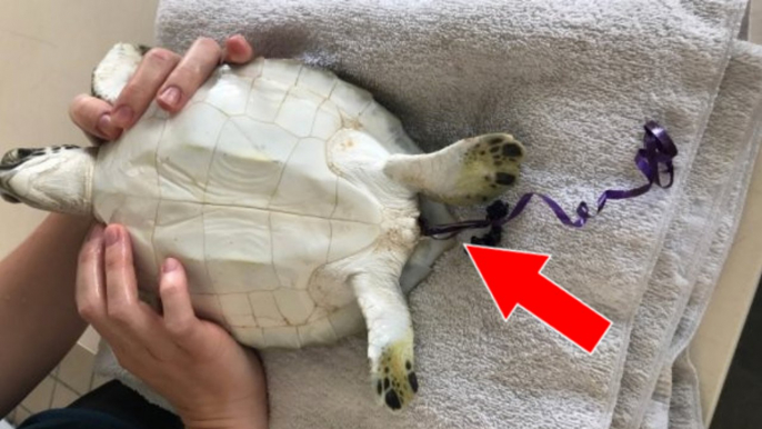 Une tortue finit dans un triste état après avoir avalé un ballon dans l'eau