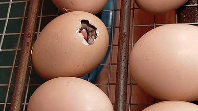 Penetasan telur ayam menggunakan mesin tetas | egg incubator #egg incubator
