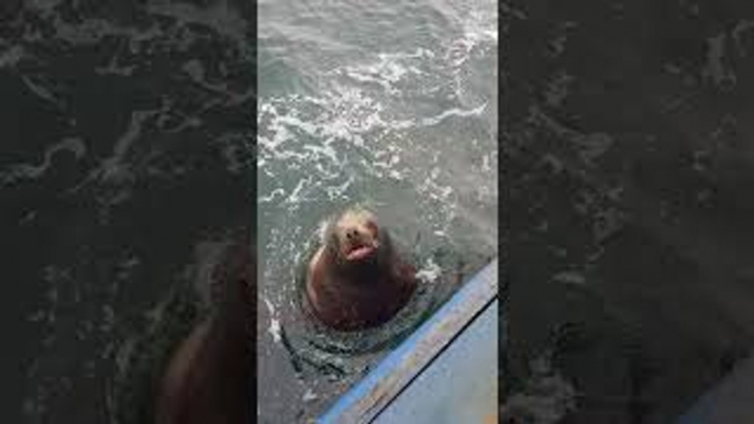 Sea Lion Lunges out of Water for Fish