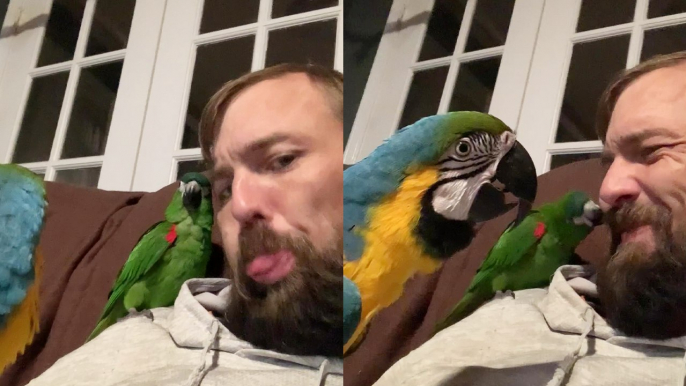 'Man makes fart noises with pet macaws *Try Not to Laugh* '