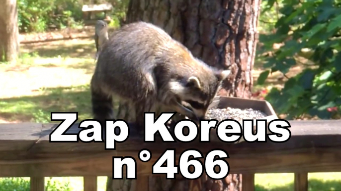 Zap Koreus n°466