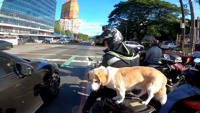 Perfectly Balanced Puppy Rides on Scooter