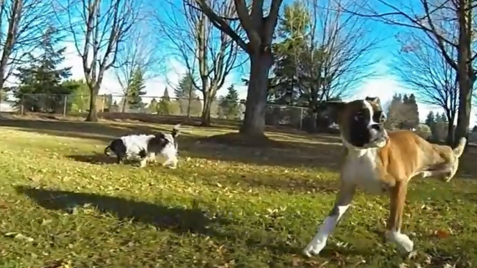 Amputé des pattes arrière, ce chien ne se déplace que sur deux pattes