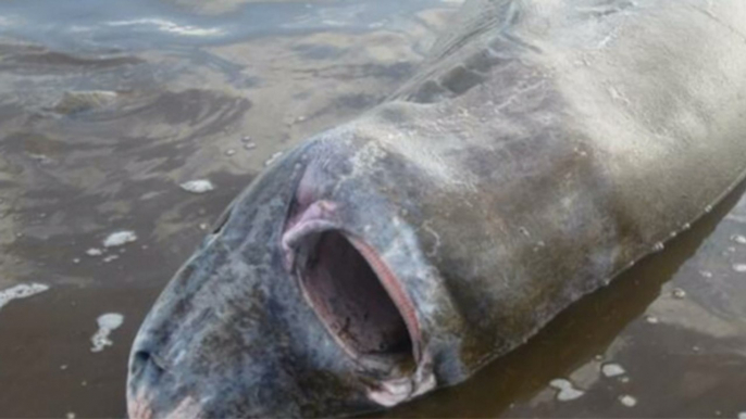 Deux hommes sauvent la vie d'un requin qui manquait de s'étouffer avec un morceau d'élan