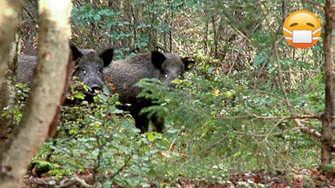 'Radioactive Wild Boars' Are Mysteriously Appearing In Sweden