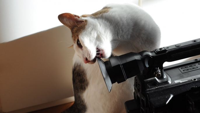 Mann stellt nachts eine Kamera auf und deckt auf, was seine Katze treibt