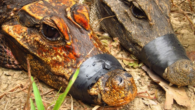 Gabon : une nouvelle espèce de crocodile orange cavernicole serait en train d'apparaître