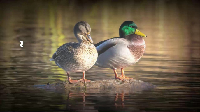 L'association L214 dénonce l'horreur dans un élevage de canards pour la filière foie gras