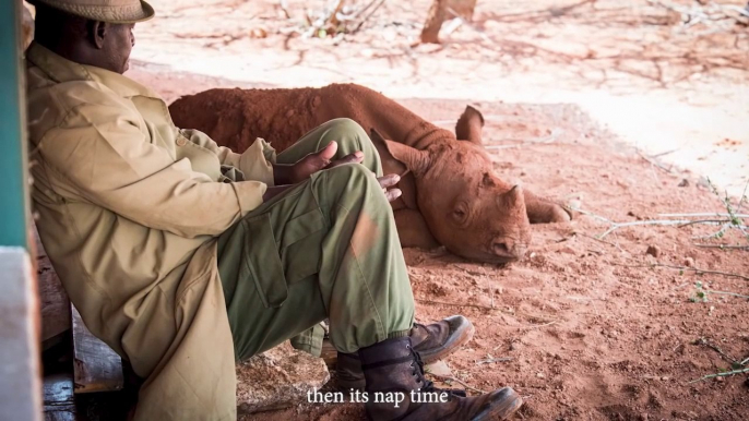 Avoir un bébé rhinocéros comme animal de compagnie... trop mignon