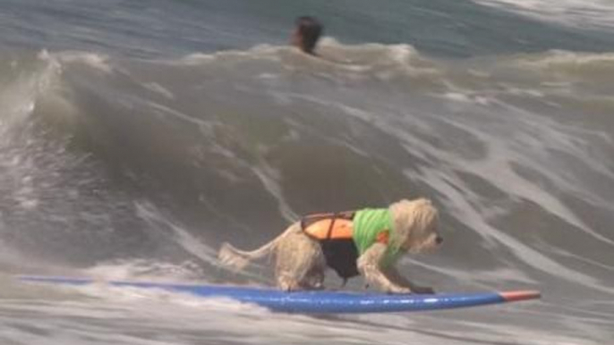 Surf's up at annual dog surfing day in Huntington Beach