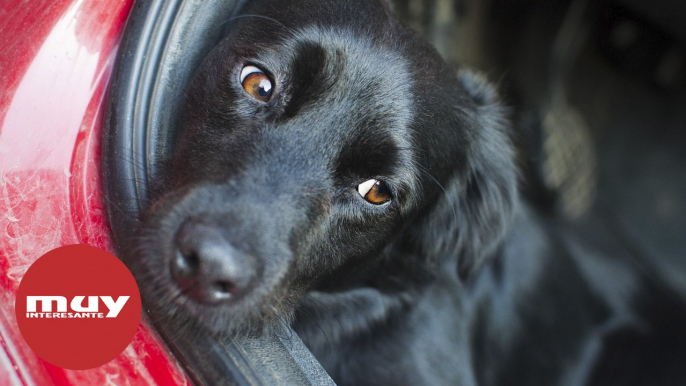 Requisitos que deben cumplir las mascotas que vengan de Ucrania