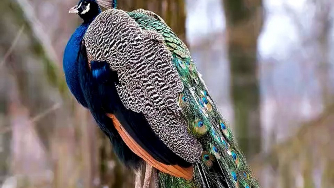 #birds #animal Most Beautiful Birds in The World | Amazing Birds | Colorful Bird