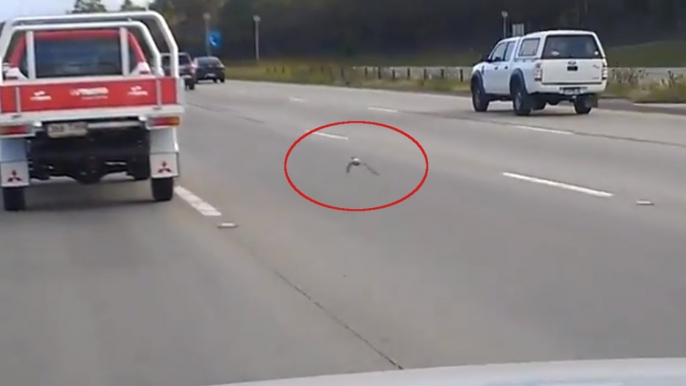 Un pigeon fait la course avec des voitures sur une route en Australie