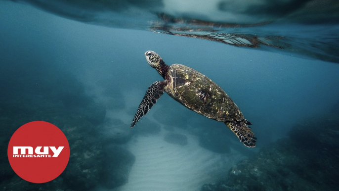 Más de 45.000 especies marinas están en peligro a causa del ser humano