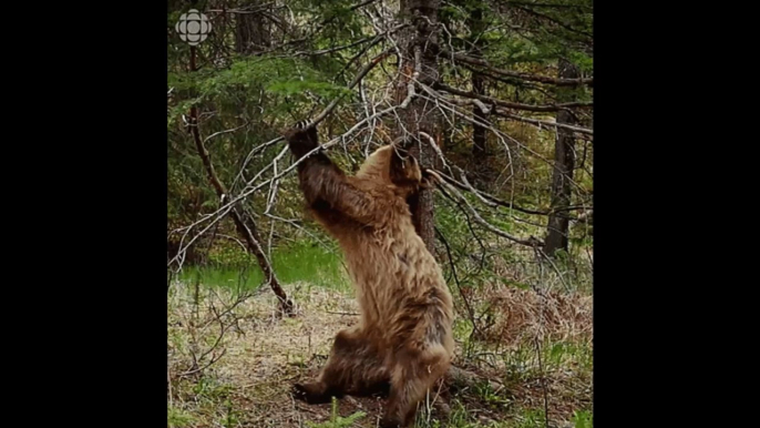 Canada : combat à mort entre une chèvre des montagnes et un grizzli