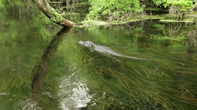 Etats-Unis : un enfant de 7 ans se fait dévorer son poisson par un alligator (VIDÉO)