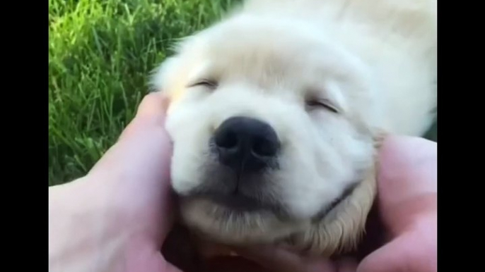 Have You Ever Seen an Unhappy Person with Golden Retriever - Funny and Cute Golden Retriever Puppies