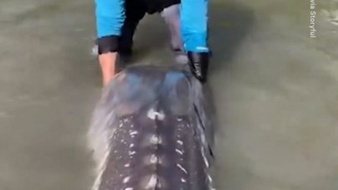 10-Foot Sturgeon Caught in British Columbia River