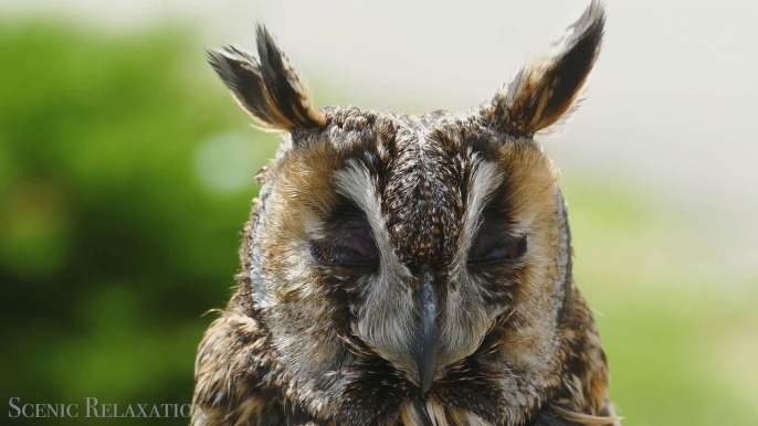 Birds Of Europe In 4K Ultra HD HDR