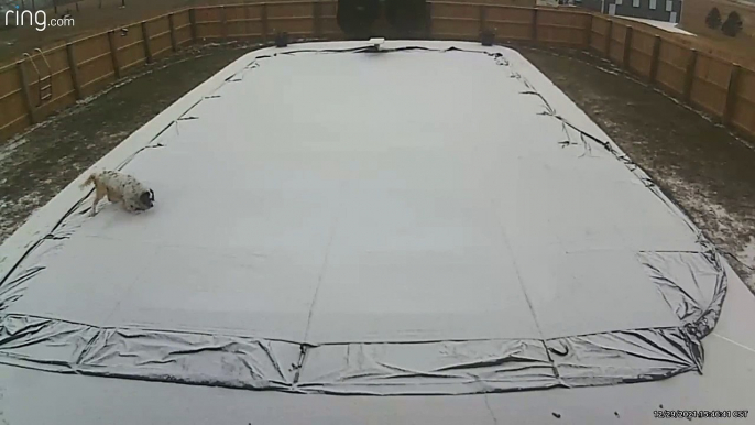 Dog Decides to Take a Load off on Pool Cover During Snow Storm