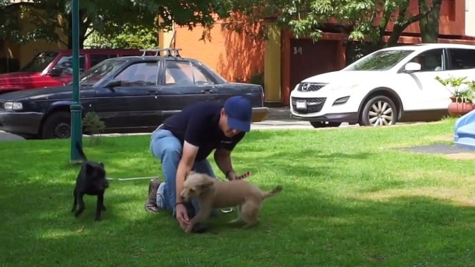 Encontrando un hogar para los perros callejeros de México