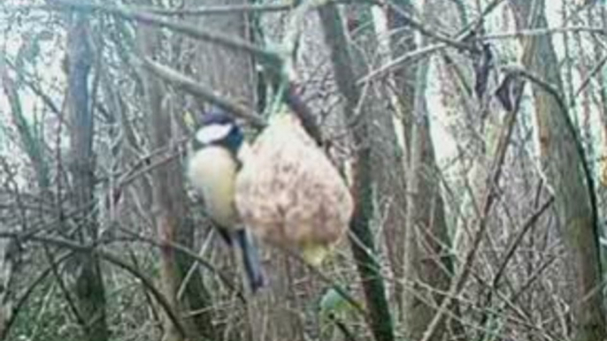 Filmer des mésange charbonnière à moin de 30 cm