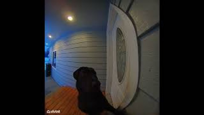 Ding Dong! Doggy Rings the Doorbell