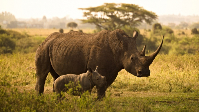 Cazadores furtivos no cesan los ataques contra rinocerontes en Sudáfrica