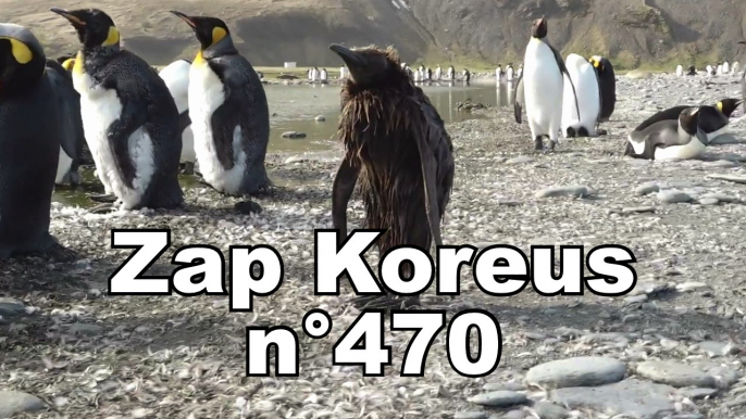 Zap Koreus n°470