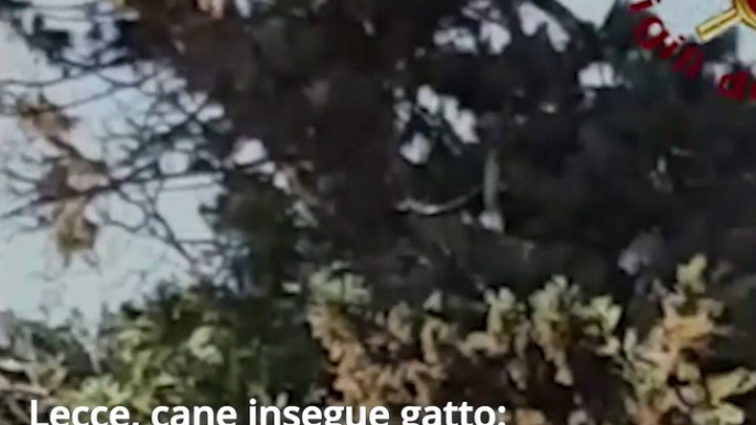 Lecce, cane insegue gatto: bloccati in cima a un albero, salvati dai Vigili del Fuoco