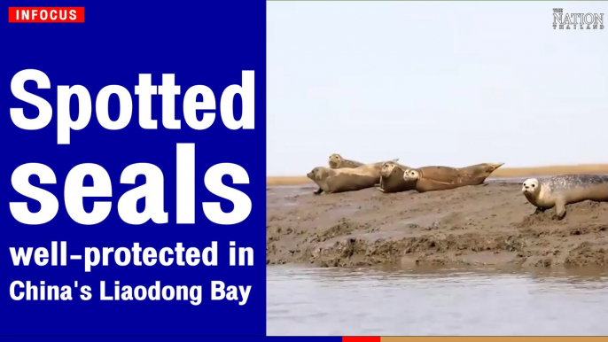 Spotted seals well-protected in China's Liaodong Bay | The Nation