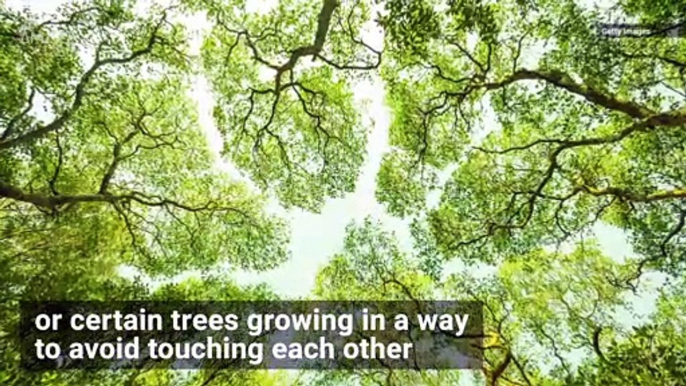 Did You Know There’s Science Behind Why Trees Sometimes Avoid Touching Each Other?