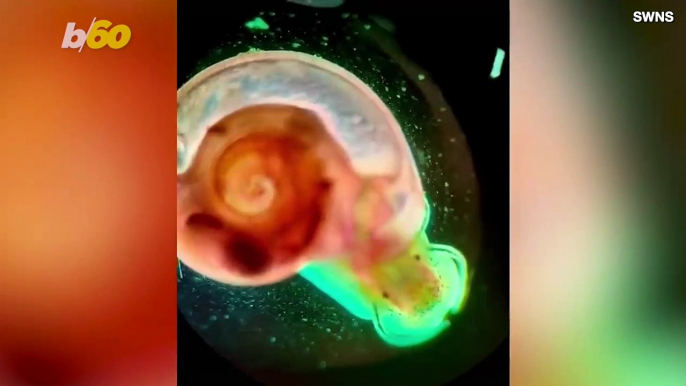 Microscope Enthusiast Funds TikTok Fame With Incredible ‘Microcosmos’ Videos