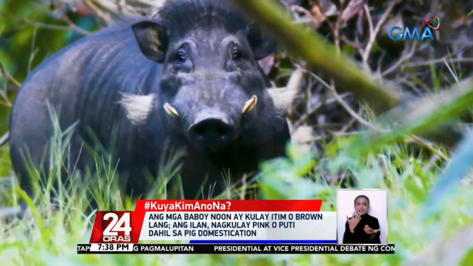 #KuyaKimAnoNa?: DENR: huwag hulihin ang mga warty pig at dapat hayaan lang silang mabuhay sa kanilang natural habitat | 24 Oras