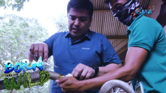 Doc Ferds helps a king cobra in danger | Born to be Wild