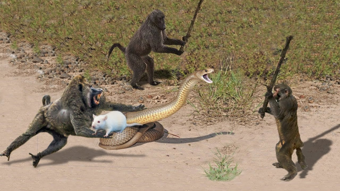 when a wild evil snakes fight with a wild monkeys