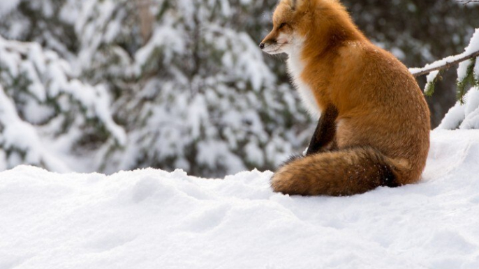 CAM - Comment les animaux peuvent survivre à l'hiver ?