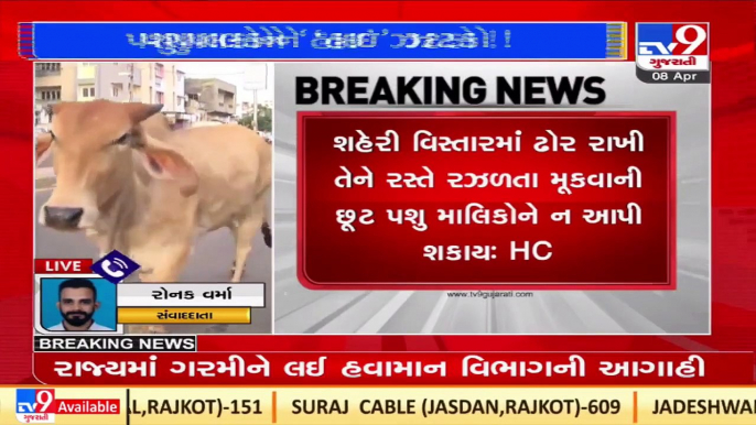 Gujarat High Court rejects plea to dismiss bill against stray cattle _TV9GujaratiNews