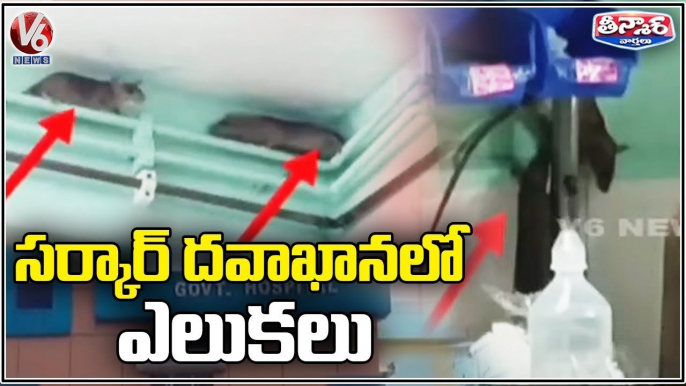 Rats Wreak Havoc In Govt Hospital | Kamareddy | V6 Teenmaar