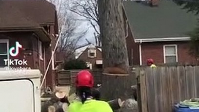 En coupant cet arbre les bucherons vont avoir une petite surprise !