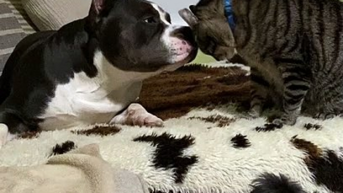 Small Dog Protects Big Dog from Cat