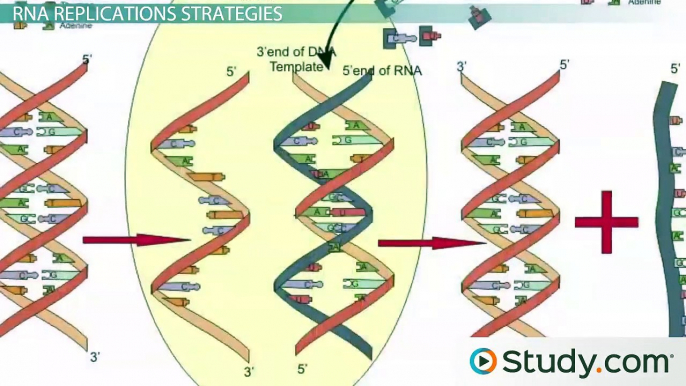 Replication of RNA Viruses