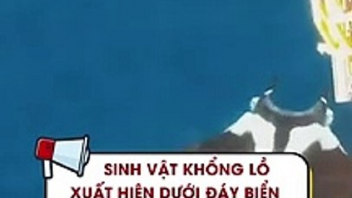 Sinh vật khổng lồ xuất hiện dưới đáy biển có kích thước khiến cá mập trở nên nhỏ bé