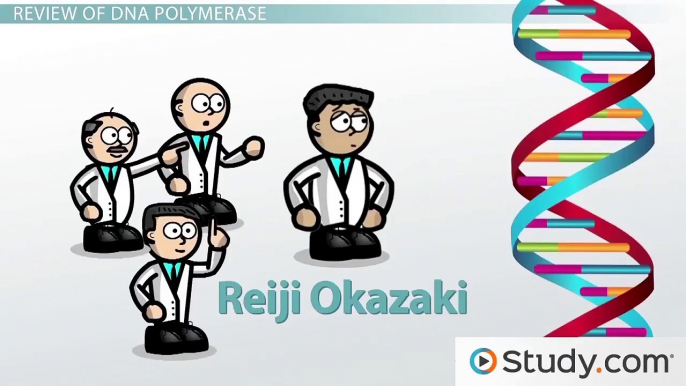 DNA Replication- The Leading Strand and DNA Polymerase Activities