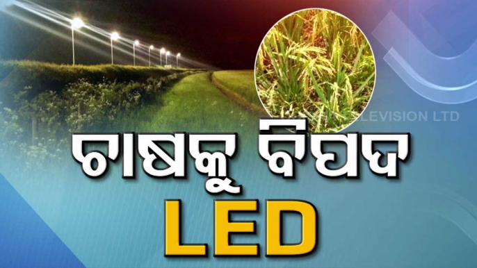 Special Story | Street Light Problem For Bargarh Farmers - OTV Special Report