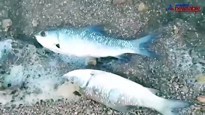 Mass fish kill spreads panic in Karnataka village