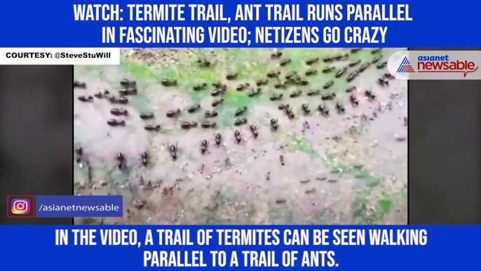 Watch: Termite trail, ant trail runs parallel in fascinating video; netizens go crazy